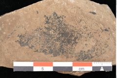 Foto (Detailsansicht) von Castanea atavia Unger (NHMW-GEO-2024-0188-0980)